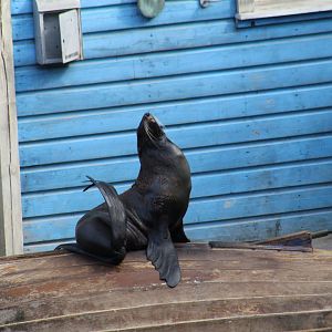 Northern Fur Seal