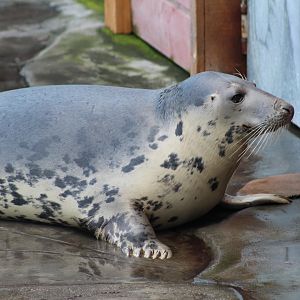 Baltic Grey Seal