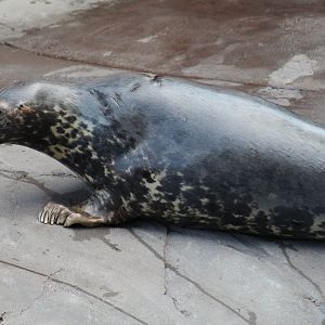 Baltic Grey Seal