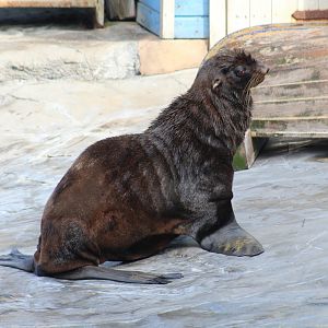 Northern Fur Seal