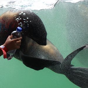 Fur Seal Chasing Bottle