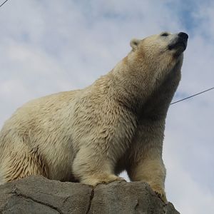 Polar Bear