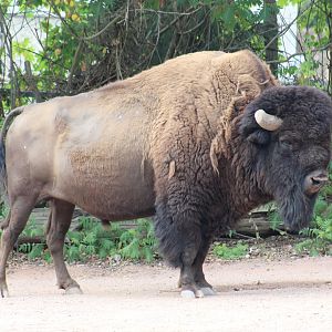 Wood Bison