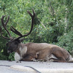 Woodland Caribou