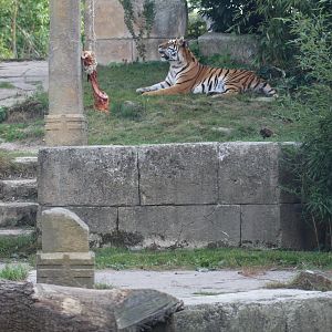 View of Amur Tiger Enclosure