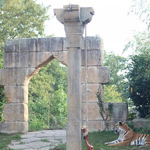 Amur Tiger Theming