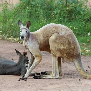 Red Kangaroo