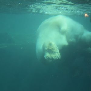 Polar Bear Swimming