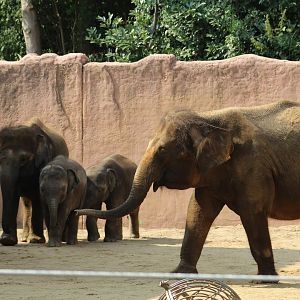 Pairi Daiza Elephants