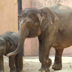 Bornean Elephant with Calf