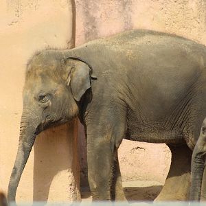Three Subspecies Hybrid Elephant