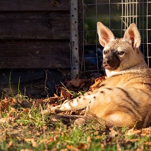 Eastern aardwolf : Hamerton : 21 Oct 2018