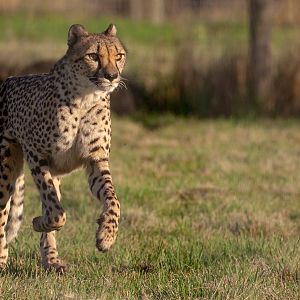 Cheetah : Hamerton : 21 Oct 2018