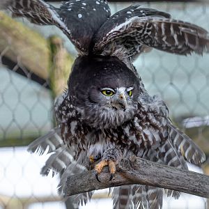 Barking owl : Hamerton : 21 Oct 2018