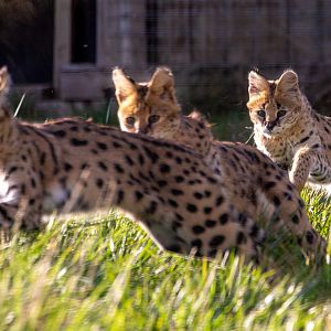 Serval : Hamerton : 21 Oct 2018