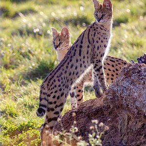 Serval : Hamerton : 21 Oct 2018