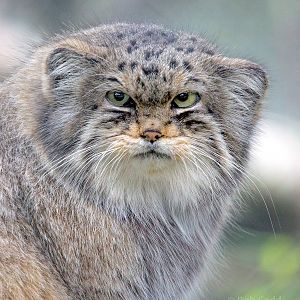 Pallas's cat : Howletts : 06 Oct 2018