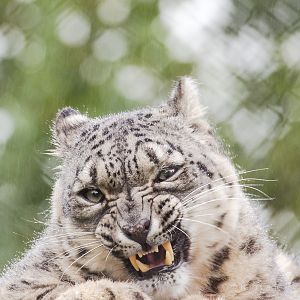 Snow leopard : Howletts : 06 Oct 2018