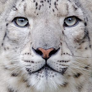 Snow leopard : Howletts : 06 Oct 2018