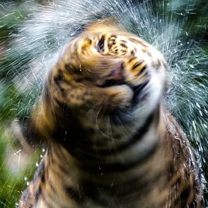 North Chinese leopard : Howletts : 06 Oct 2018