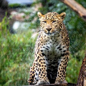 North Chinese leopard : Howletts : 06 Oct 2018