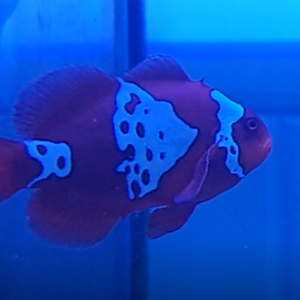 Maroon Clownfish (Premnas biaculeatus.) with strange pattern