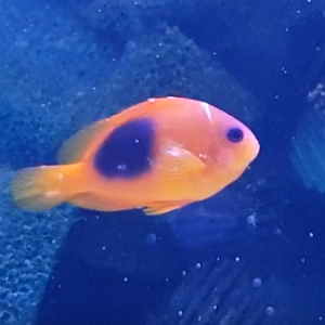 Amphiprion ephippium