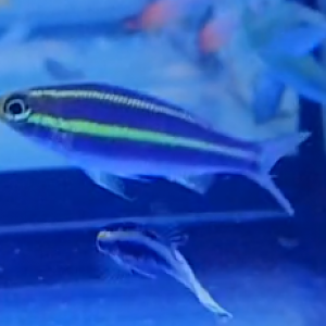 Banana-fish - Pentapodus menurus