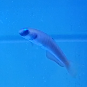 Zebra Barred Dartfish - Ptereleotris zebra