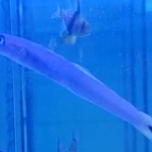 Blue gudgeon dartfish - Ptereleotris heteroptera