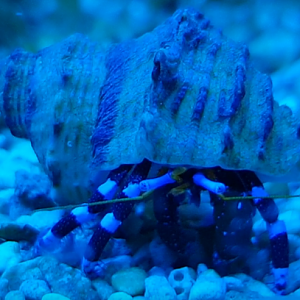 Electric blue hermit crab - Calcinus elegans