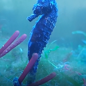 Lined Seahorse - Hippocampus erectus