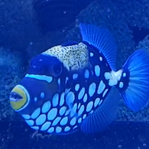 Balistoides conspicillum