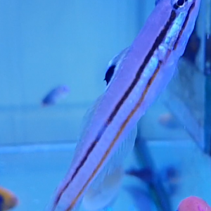 Two-striped sand-eater - Valenciennea helsdingenii