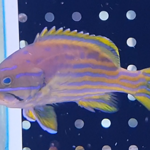 Cephalopolis polleni - Harlequin hind