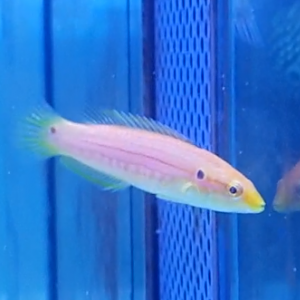 Yellow candy hogfish - Bondianus bimaculatus