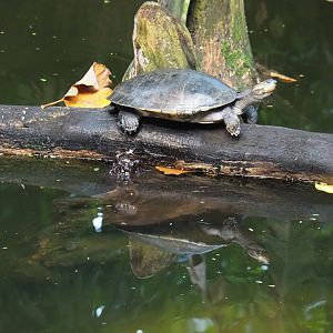 Turtle in Bush at Burgers' Zoo, Netherlands - ID?