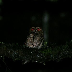 Rajah Scops Owl (Otus brookii solokensis)