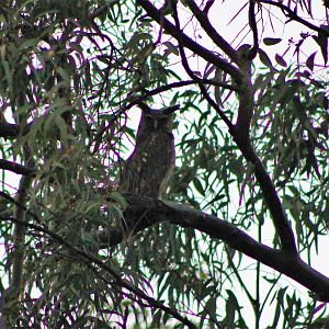 Dusky Eagle Owl (Bubo coromandus coromandus)