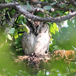 Indian Scops Owl (Otus bakkamoena gangeticus)