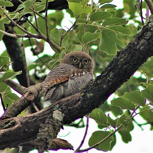 Jungle Owlet (Glaucidium radiatum malabaricum)