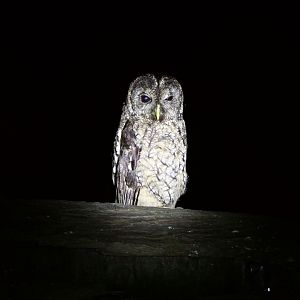 Tawny owl