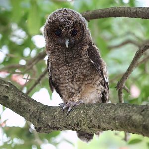 Tawny owl juv.