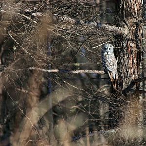 Great grey owl