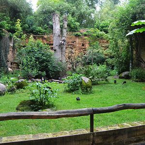 European Aviary at Doué-la-Fontaine, 15/06/18