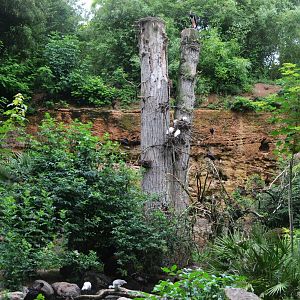 European Aviary at Doué-la-Fontaine, 15/06/18
