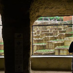 Markhor Enclosure Lower Viewing at Doué-la-Fontaine, 15/06/18