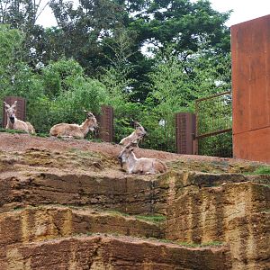 Turkmenian Markhor at Doué-la-Fontaine, 15/06/18
