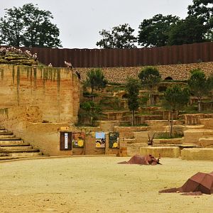 Vulture and Marmot Enclosure at Doué-la-Fontaine, 15/06/18