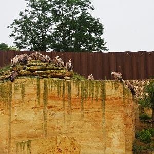 Vulture and Marmot Enclosure at Doué-la-Fontaine, 15/06/18
